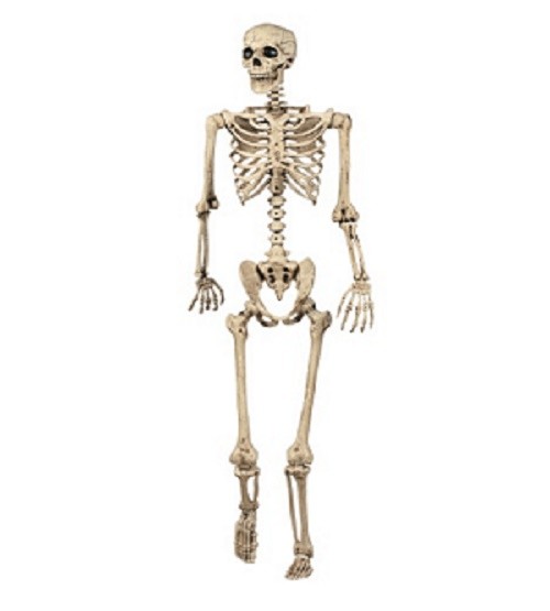 Human Skeleton 5 Feet Indian