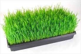 Hydroponic Grass Tray 10x12